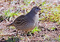 Callipepla californica